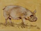 Middlewhite pig, 2016 (oil on canvas)