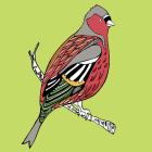 Charlie Chaffinch, pen and ink, digitally coloured