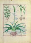 Ms Fr. Fv VI #1 fol.119r Garlic and other plants, illustration from 'The Book of Simple Medicines' by Mattheaus Platearius (d.c.1161) c.1470 (vellum)