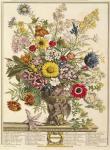 November, from 'Twelve Months of Flowers' by Robert Furber (c.1674-1756) engraved by Henry Fletcher (colour engraving)