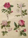 Rosa gallica from the album Gottorfer Codex, c.1650 (gouache on parchment)