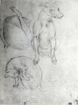 Study of a dog and a cat, c.1480 (metalpoint on paper)