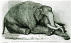 The Dead Elephant at the Gardens of the Zoological Society, Regents Park, from 'The London Illustrated News' (litho) (b/w photo)