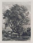 The Willow (etching)