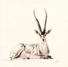 Grant's Gazelle, 2012, (pencil on paper)