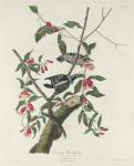 Downy Woodpecker, 1831 (coloured engraving)