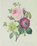 Rose, anemone and Clematide, from 'Les Roses', 19th century (coloured engraving)