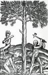 Tree cutting, illustration from 'Singularities of France Antarctique', by Andre de Thevet, 1558 (woodcut)