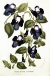 Torenia Asiatica pulcherrima, from 'Horto Van Houtteano' by Louis van Houtte (1810-76) c.1860 (chromolitho)