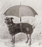 A pug wearing boots, coat and umbrella to protect it from the rain. From The Strand Magazine, published 1896