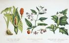 Common Poisonous Plants, c.1890 (coloured engraving)