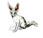 Foxy (Sand Fox), 2009 (conte & charcoal on paper)