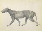 Tiger: Lateral View, with Skin and Tissue Removed, from the series 'A Comparative Anatomical Exposition of the Structure of the Human Body with that of a Tiger and a Common Fowl' (graphite on paper)