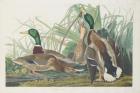 Mallard Duck, 1834 (coloured engraving)