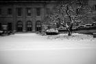 Frick Collection Winter Nº2