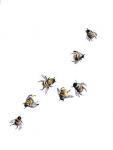 Bees, Nature Series, 2017, (watercolour/pencil)