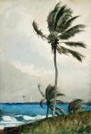 Palm Tree, Nassau, 1898 (w/c and graphite on off-white wove paper)