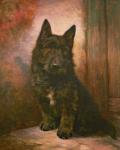 Scottie Puppy (oil on canvas)