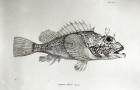 Scorpion Fish, plate 8 from 'The Zoology of the Voyage of H.M.S Beagle, 1832-36' by Charles Darwin (litho) (b/w photo)