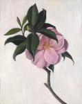 Camelia, 1998 (oil on canvas)