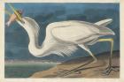 Great White Heron, 1835 (coloured engraving)