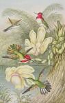 Humming birds among tropical flowers (engraving)