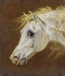 Head of a Grey Arabian Horse (oil on canvas on panel)