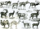 Ungalata or Hoofed Animals (litho) (b/w photo)