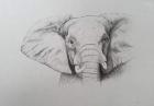 Elephant, 2011 (watercolour paint and pencil)