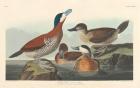 Ruddy duck, 1836 (coloured engraving)
