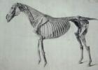Finished Study for the Fifth Anatomical Table of a Horse (graphite on paper)