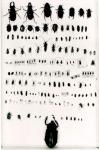 Darwin's insect collection (b/w photo)