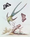 The Long-tailed Humming Bird, 1742 (coloured engraving)