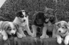 Puppies which will some day pull dog sleds, c.1900-23