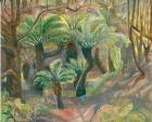 Tree ferns, Trewidden