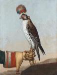 Icelandic gerfalcon, 1759 (oil on canvas)