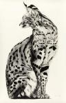 Twisted Serval, 2009, (Charcoal on paper)