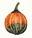 Small Gourd, 2005 (w/c on paper)