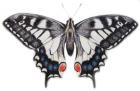 Swallowtail, 2012 (watercolour paint and pencil)
