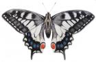 Swallowtail, 2012 (watercolour paint and pencil)