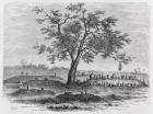 Cemetery and sacred tree in Mbinda, from 'The History of Mankind', Vol.1, by Prof, Friedrich Ratzel, 1896 (engraving)