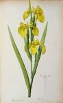 Iris Pseudacorus, from `Les Liliacees', 1805 (coloured engraving)