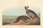 Californian Partridge, 1838 (coloured engraving)