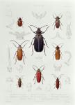 A Collection of Coleoptera found in Chile, illustration from 'Historia de Chile', engraved by Lebrun, 1854 (litho)