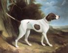 Portrait of a liver and white pointer (oil on canvas)