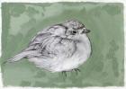 Plump Little Robin, 2012, (gouache, pencil on paper)