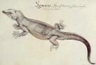 Iguana (litho)