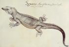 Iguana (litho)