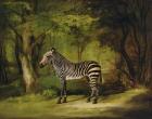 A Zebra, 1763 (oil on canvas)