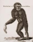 Simia Lar, Great Gibbon. Engraved by Barlow, 18th century.